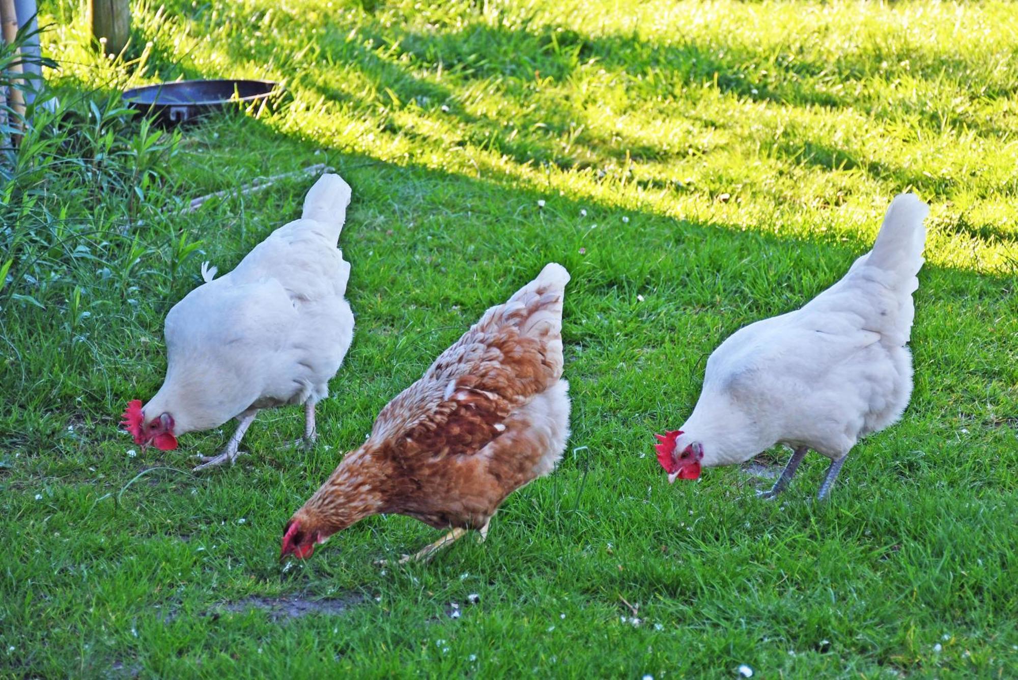 Ferienwohnungen In Baabe Beim Fischer 外观 照片